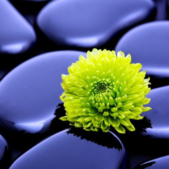 Flor natural verde púrpura Fondo de Pantalla SmartPhone para Android