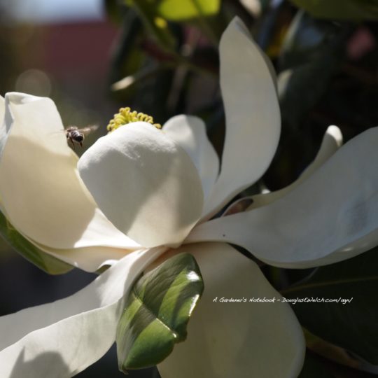 blanco natural de la flor Fondo de Pantalla SmartPhone para Android