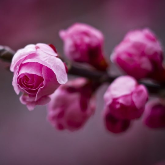 Flor natural púrpura Fondo de Pantalla SmartPhone para Android