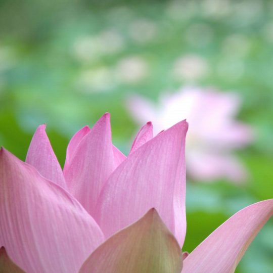 Flor natural de color rosa Fondo de Pantalla SmartPhone para Android