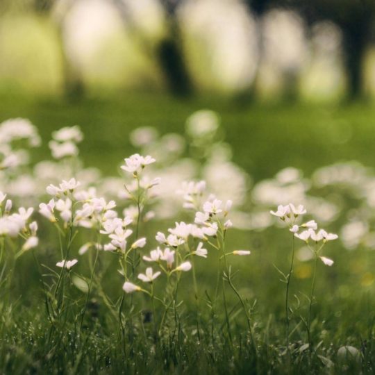 Flor natural verde blanco Fondo de Pantalla SmartPhone para Android