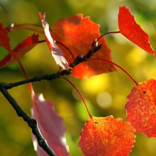 hojas de otoño rojo naturales Fondo de Pantalla SmartPhone para Android