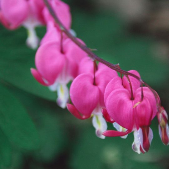 Flor natural de color rosa Fondo de Pantalla SmartPhone para Android