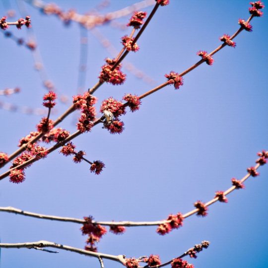 Eda rojo natural Fondo de Pantalla SmartPhone para Android