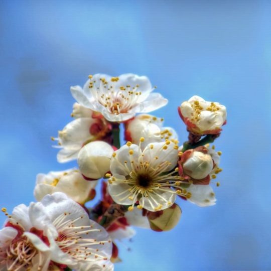 blanco natural de la flor Fondo de Pantalla SmartPhone para Android