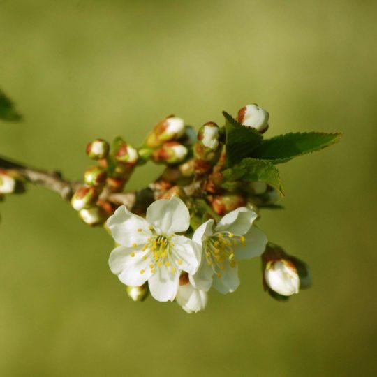 blanco natural de la flor Fondo de Pantalla SmartPhone para Android