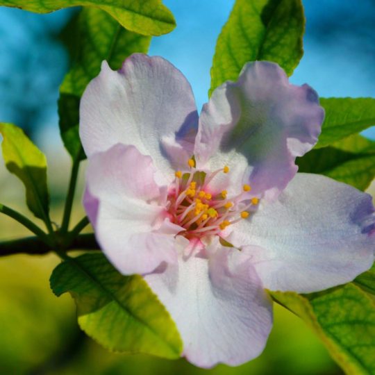 blanco natural de la flor Fondo de Pantalla SmartPhone para Android