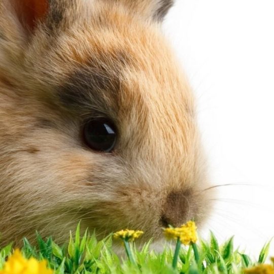 conejo Animal Fondo de Pantalla SmartPhone para Android