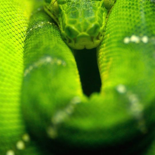 serpiente verde animal Fondo de Pantalla SmartPhone para Android