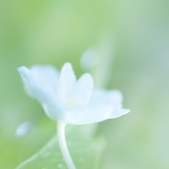 blanco natural de la flor Fondo de Pantalla SmartPhone para Android