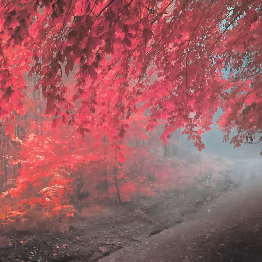 Paisaje de otoño hojas rojo Fondo de Pantalla SmartPhone para Android