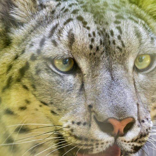 leopardo Animal Fondo de Pantalla SmartPhone para Android