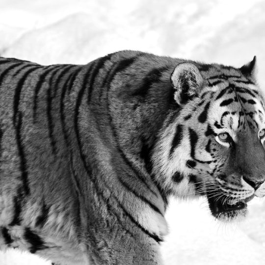 tigre Animal Fondo de Pantalla SmartPhone para Android
