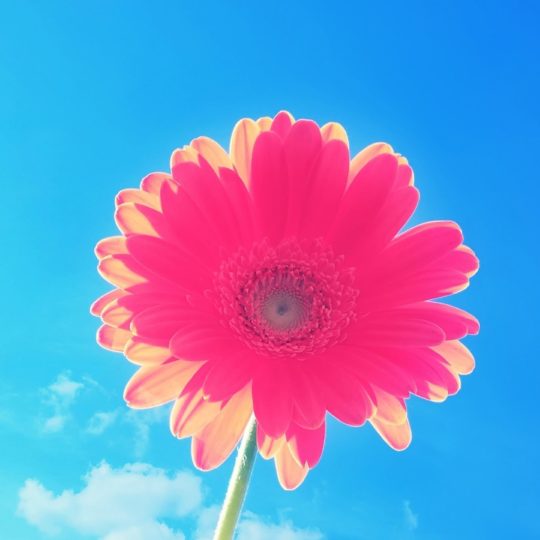 cielo azul de la flor rojo Fondo de Pantalla SmartPhone para Android