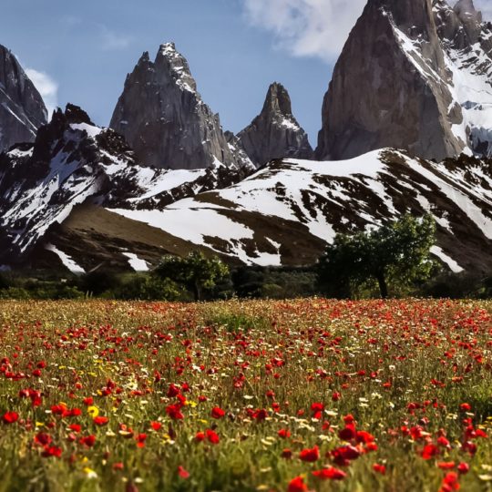 planta Fondo de Pantalla SmartPhone para Android