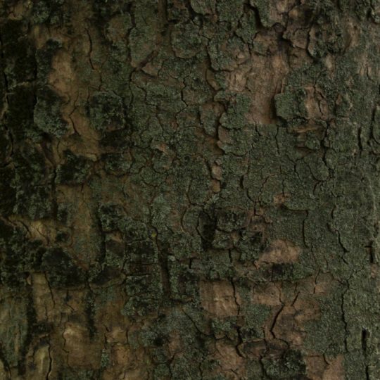 marrón árbol verde musgo Fondo de Pantalla SmartPhone para Android