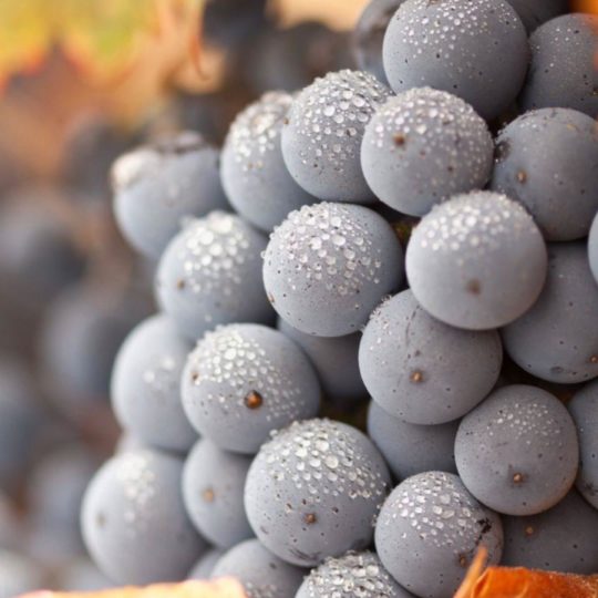 hojas de frutas de uva Fondo de Pantalla SmartPhone para Android