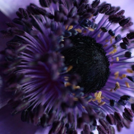 flor Purpura Fondo de Pantalla SmartPhone para Android