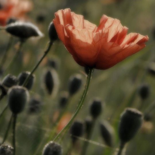 mancha rojo ja Fondo de Pantalla SmartPhone para Android