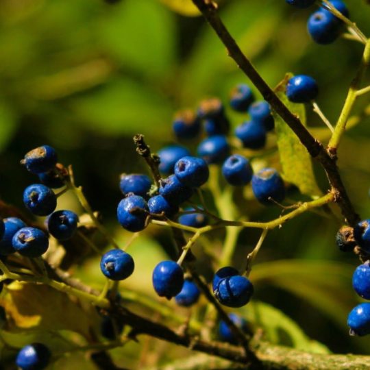 Arándano azul-verde Fondo de Pantalla SmartPhone para Android