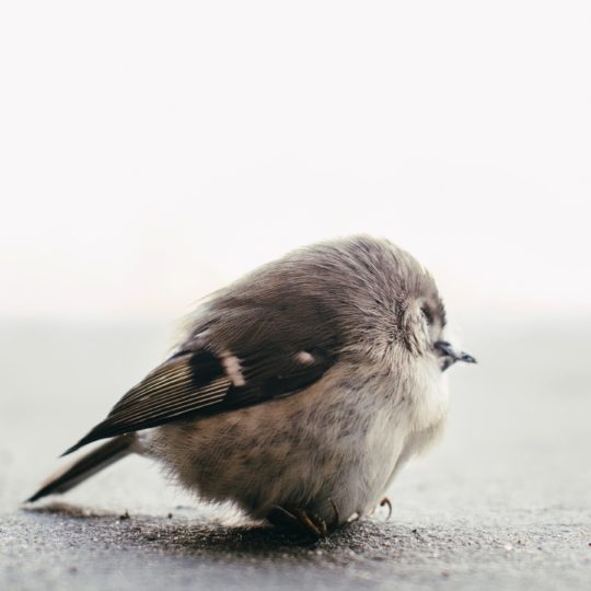 Animal Pájaros Fondo de Pantalla SmartPhone para Android