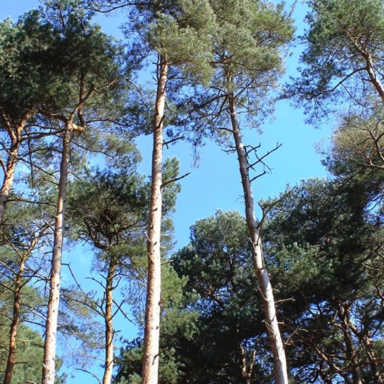 cielo paisaje de árboles forestales Fondo de Pantalla SmartPhone para Android