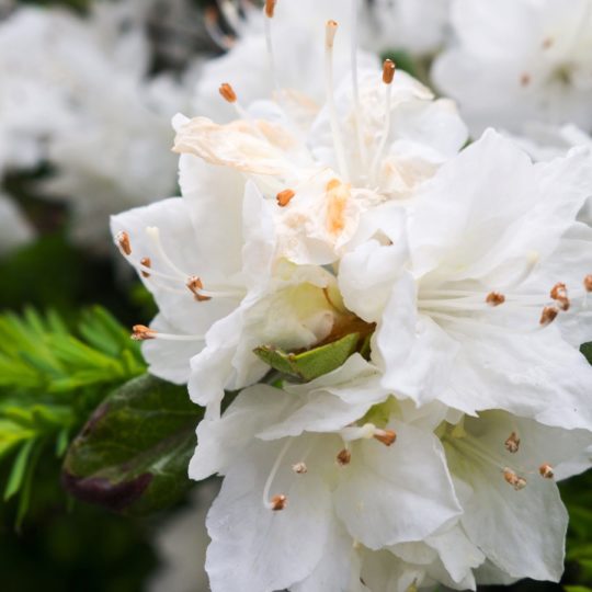 flores blancas Fondo de Pantalla SmartPhone para Android