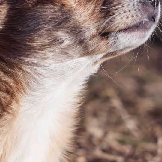 perro paisaje animal Fondo de Pantalla SmartPhone para Android