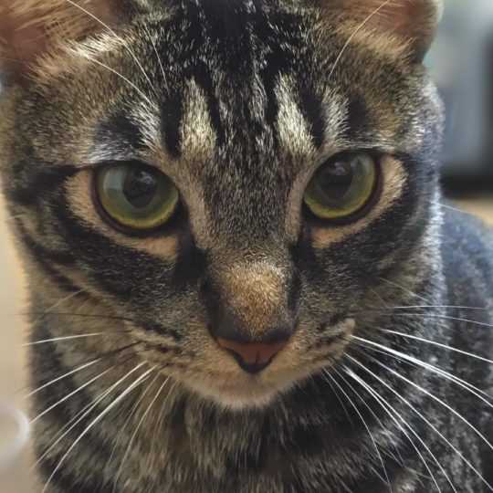 Animal gato tigre faisán Fondo de Pantalla SmartPhone para Android