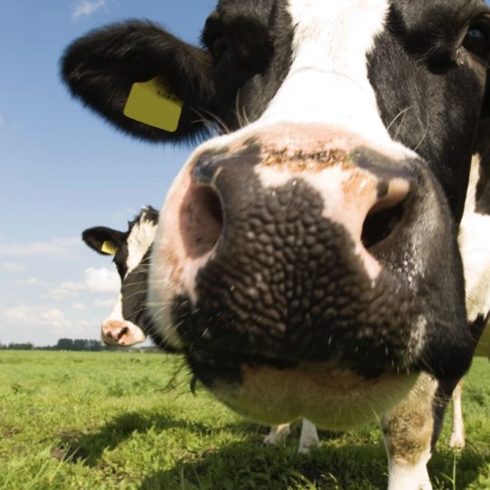 Vaca Animal pátina paisaje Fondo de Pantalla SmartPhone para Android