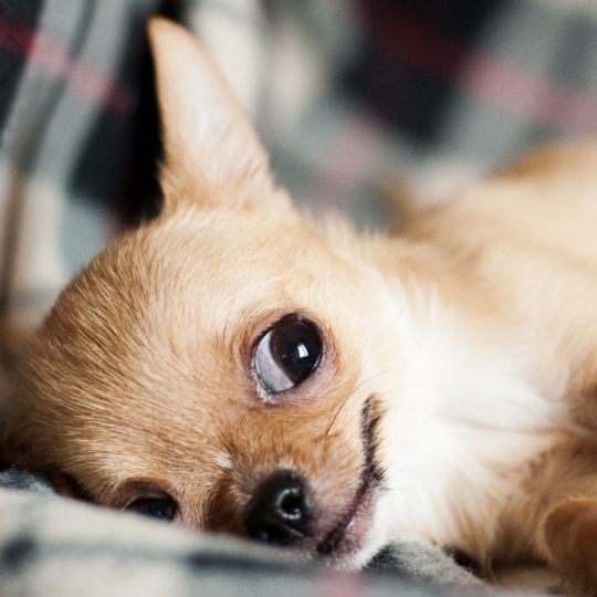 las mujeres de origen animal perro de color marrón Fondo de Pantalla SmartPhone para Android