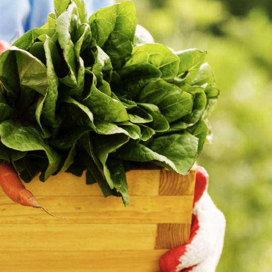 los alimentos vegetales de colores marrón verde Fondo de Pantalla SmartPhone para Android