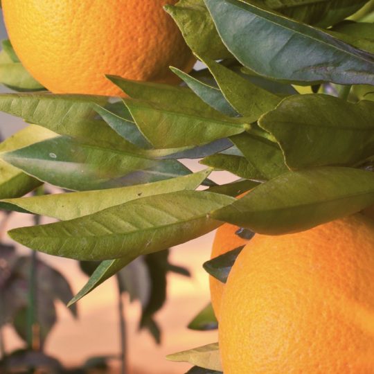 Naranja de la fruta verde paisaje campana Fondo de Pantalla SmartPhone para Android