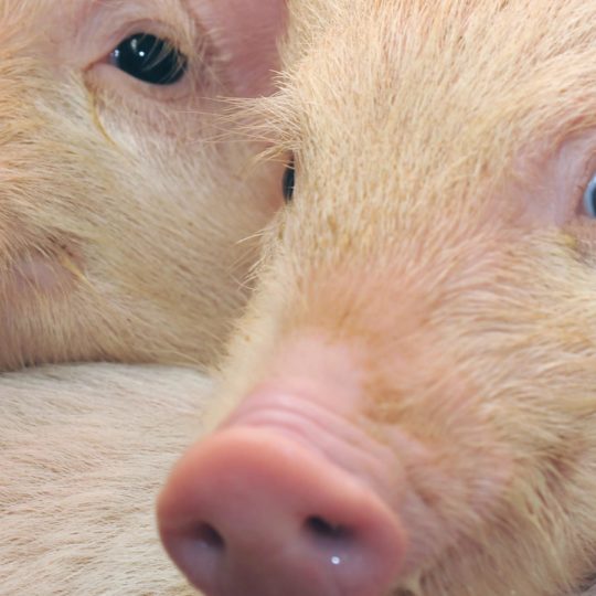 Cerdo melocotón Animal Fondo de Pantalla SmartPhone para Android