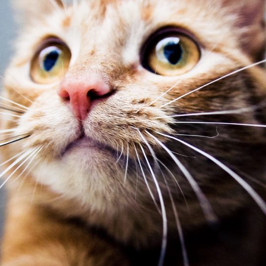 del animal del gato Fondo de Pantalla SmartPhone para Android