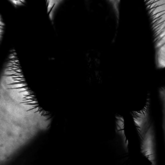 Araña negro sombra Fondo de Pantalla SmartPhone para Android