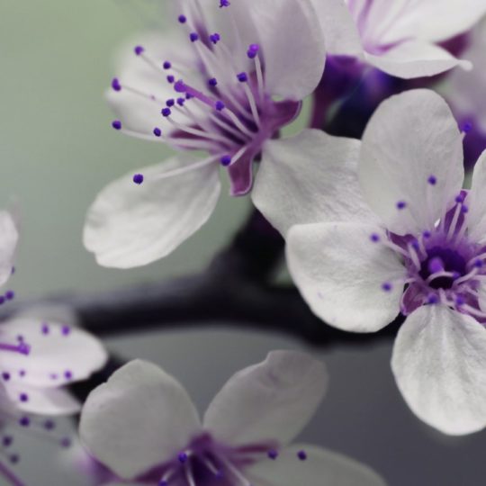 Planta flores púrpura blanca Fondo de Pantalla SmartPhone para Android