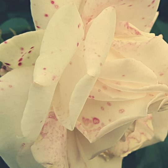Planta flores blanco Fondo de Pantalla SmartPhone para Android