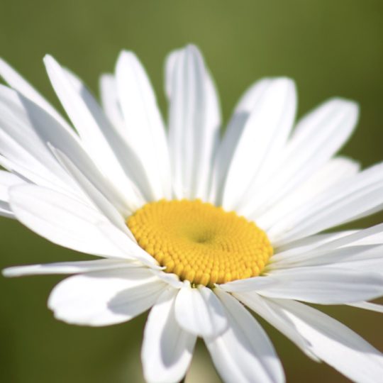 Planta flores blanco Fondo de Pantalla SmartPhone para Android