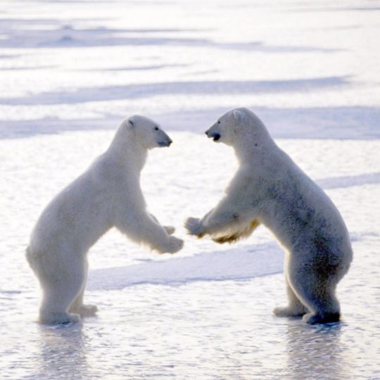 Animal oso polar blanco Fondo de Pantalla SmartPhone para Android