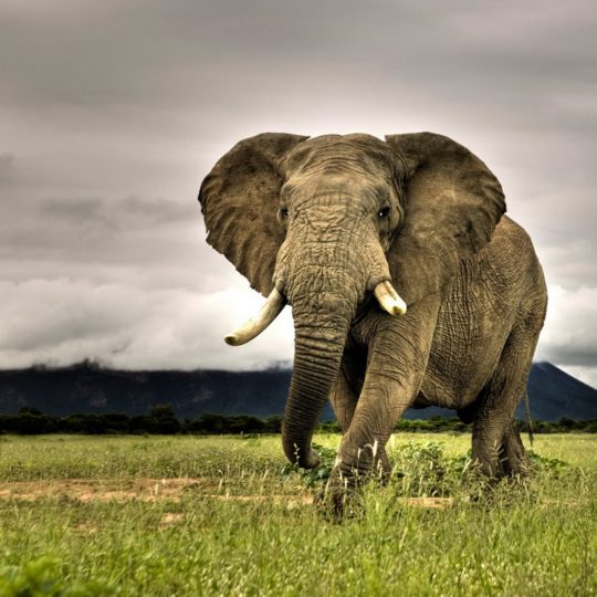 elefante Animal Fondo de Pantalla SmartPhone para Android