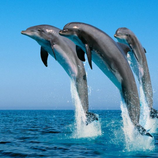 delfín Animal Fondo de Pantalla SmartPhone para Android