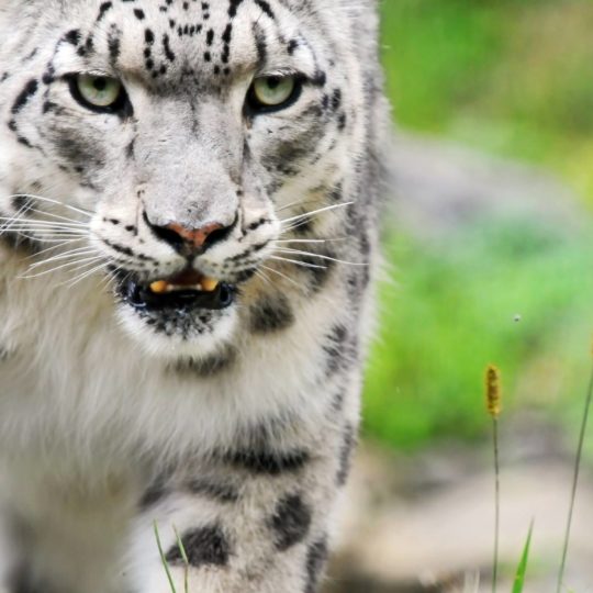 leopardo Animal Fondo de Pantalla SmartPhone para Android