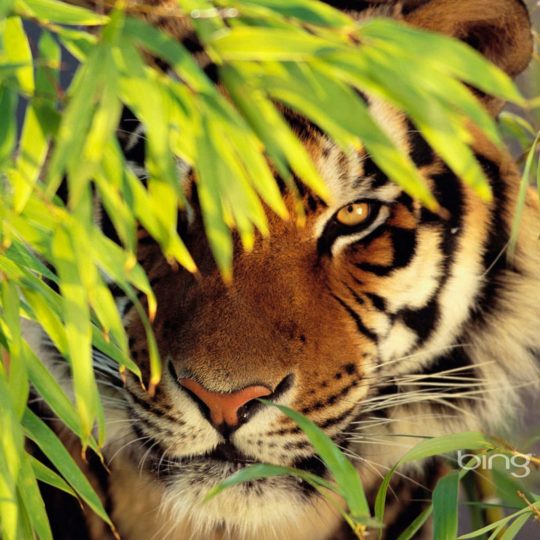 tigre Animal Fondo de Pantalla SmartPhone para Android