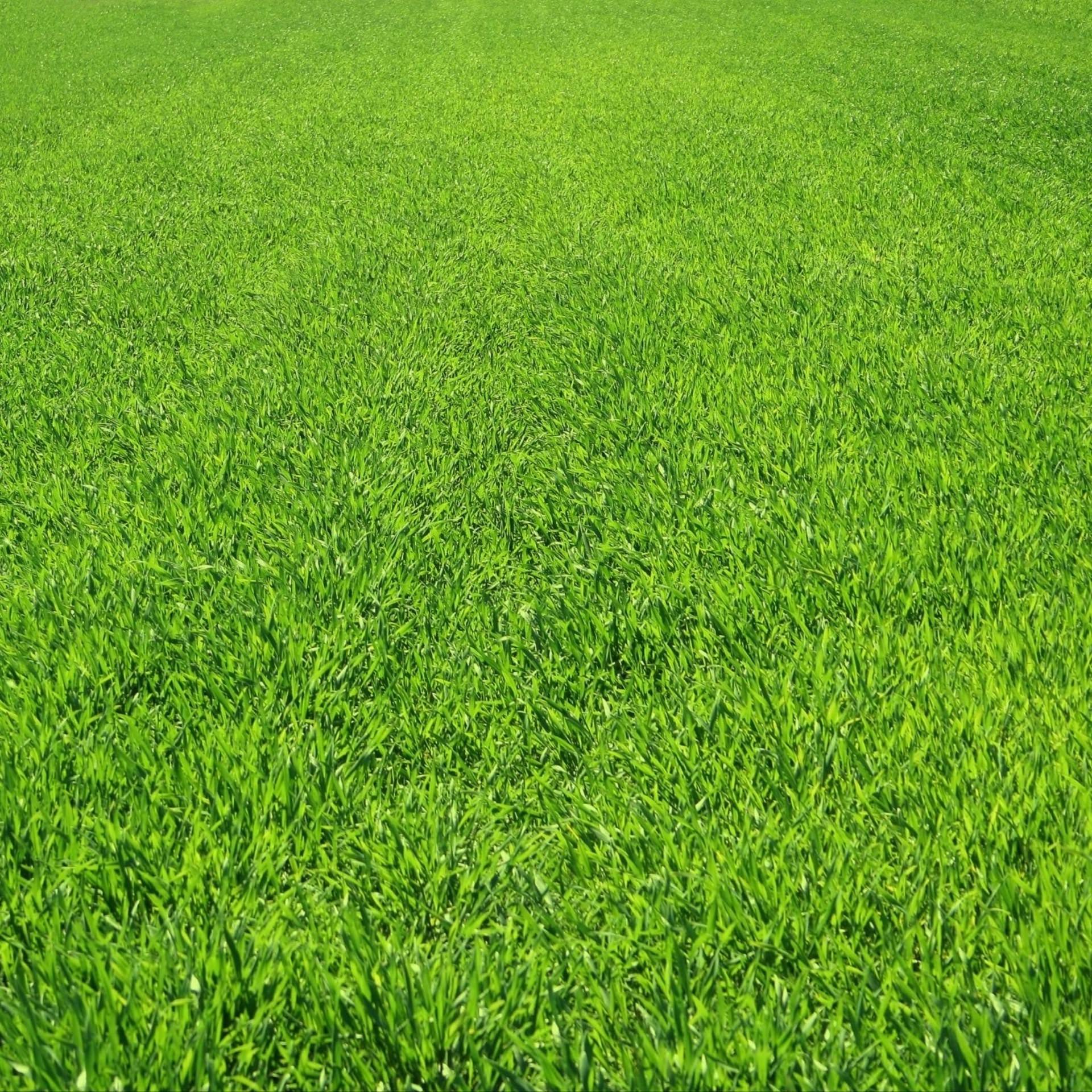 Paisaje verde césped | wallpaper.sc Android