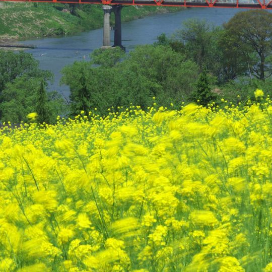 Paisaje de jardín de flores de color amarillo Fondo de Pantalla SmartPhone para Android