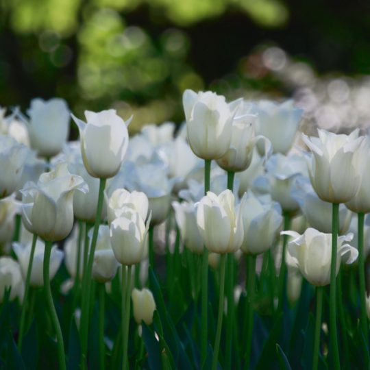 blanco natural de la flor Fondo de Pantalla SmartPhone para Android