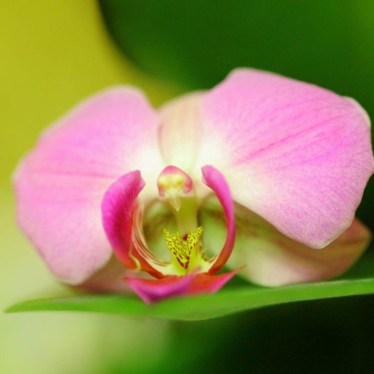 Flor natural de color rosa Fondo de Pantalla SmartPhone para Android