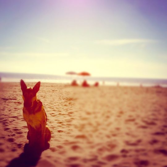 Paisaje de la playa del perro Fondo de Pantalla SmartPhone para Android