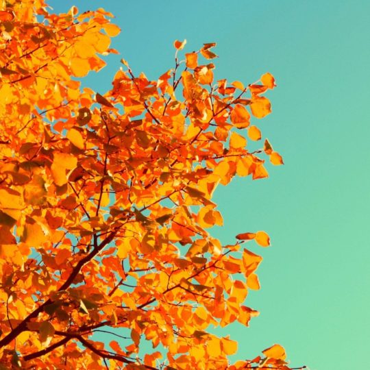 hojas de otoño de naranja natural Fondo de Pantalla SmartPhone para Android